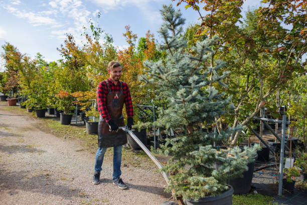 How Our Tree Care Process Works  in Colwyn, PA